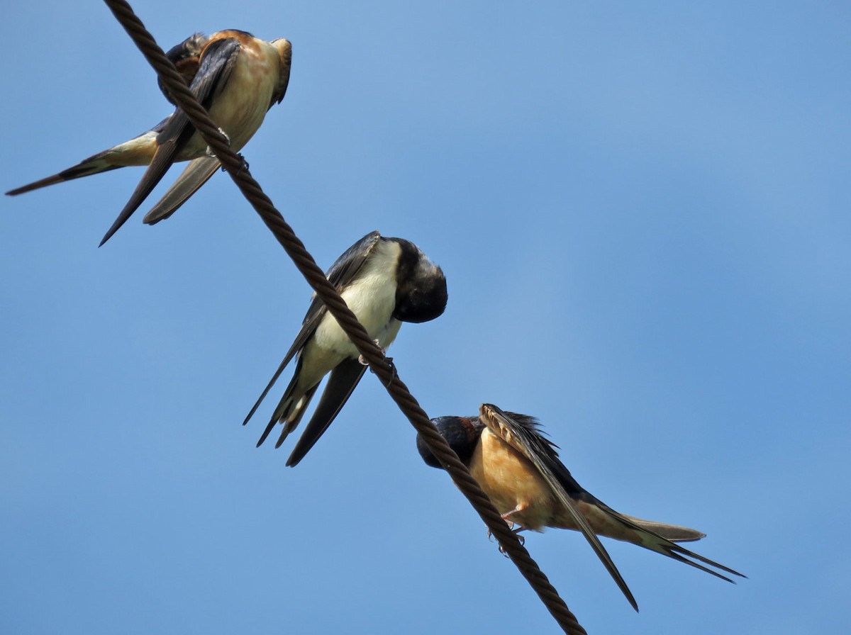 Barn Swallow - ML476204501