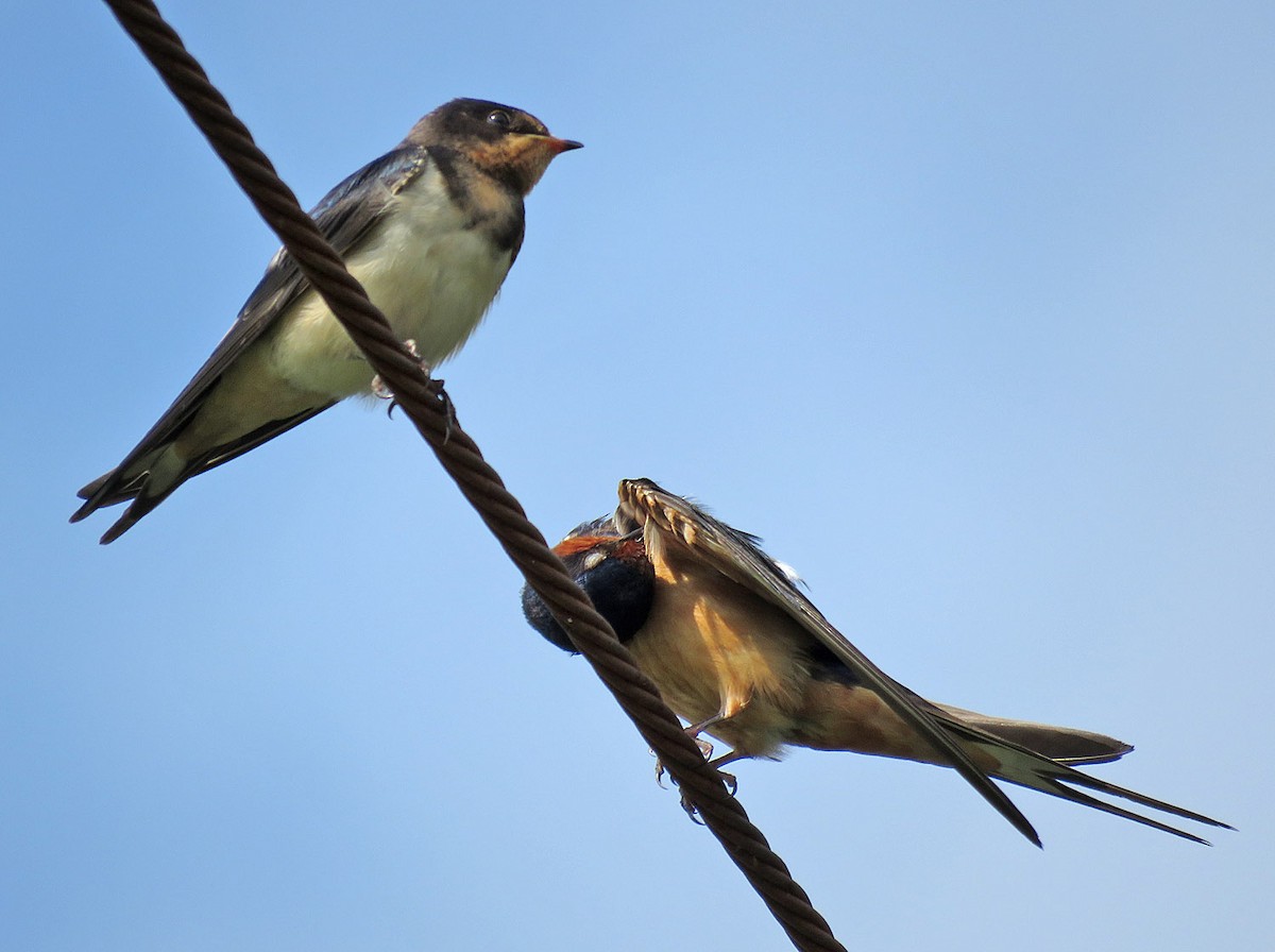 Barn Swallow - ML476205201