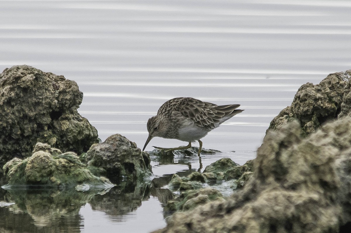 Graubrust-Strandläufer - ML47620551