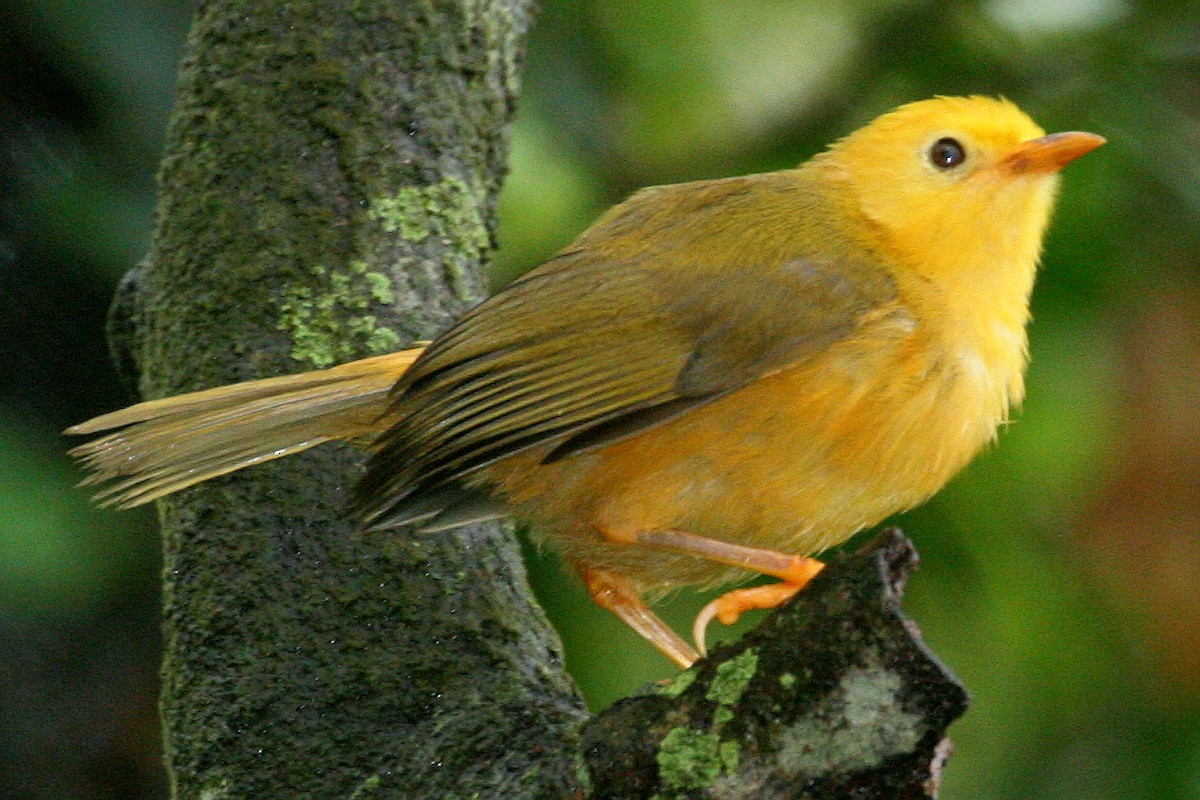 Golden White-eye - Eric VanderWerf