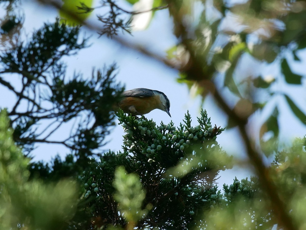 Red-breasted Nuthatch - ML476206581