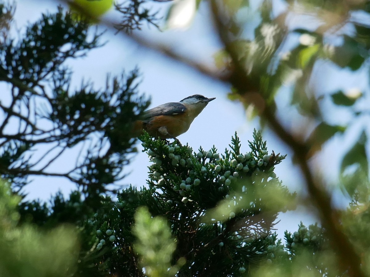 Red-breasted Nuthatch - ML476206591
