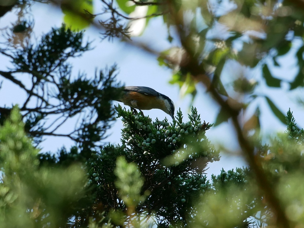 Red-breasted Nuthatch - ML476206601