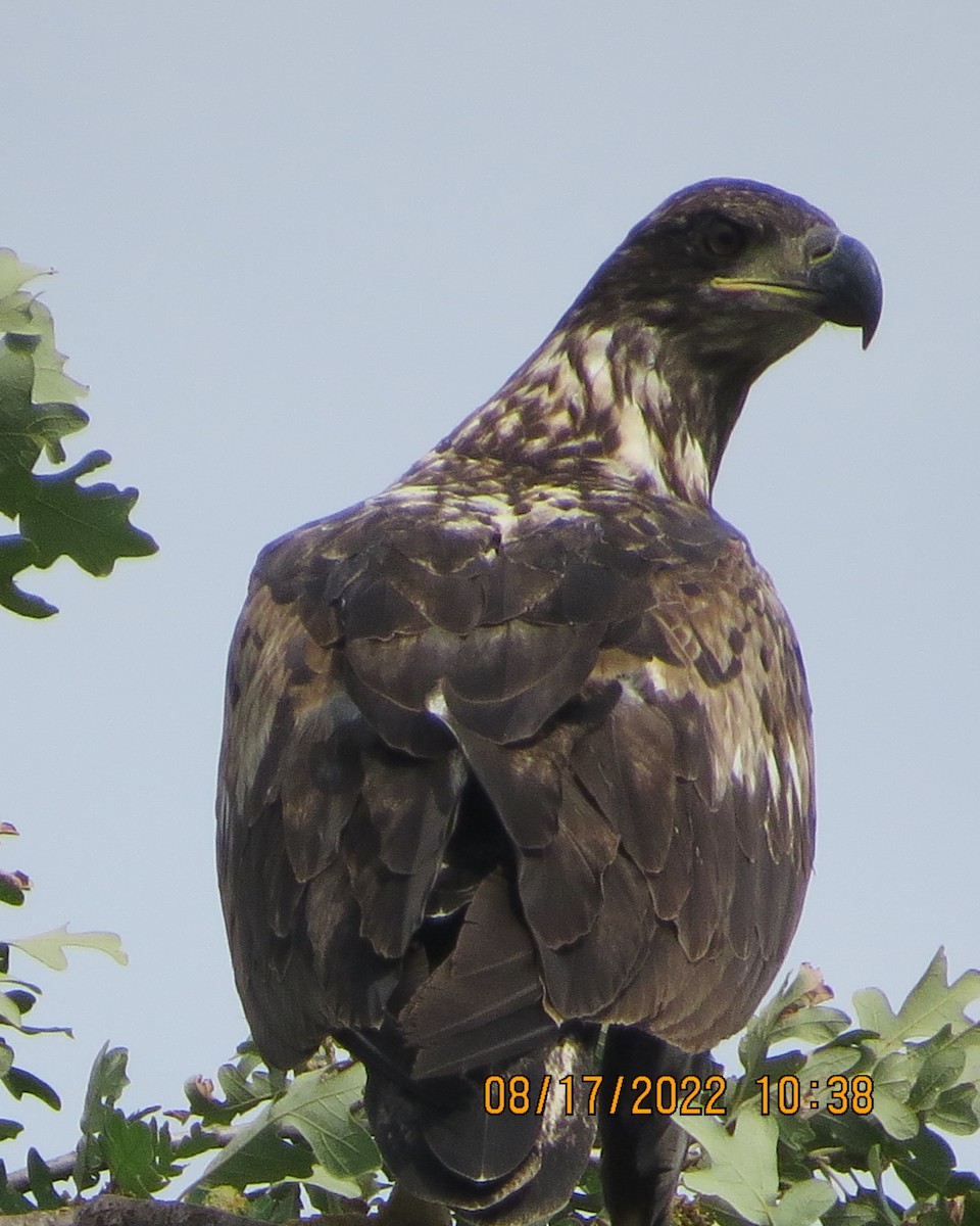 Bald Eagle - ML476206831