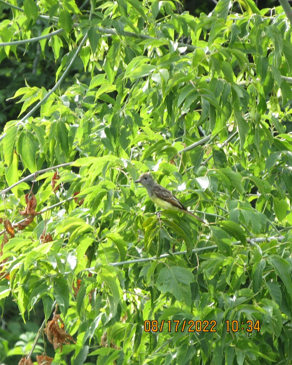 Great Crested Flycatcher - ML476206941