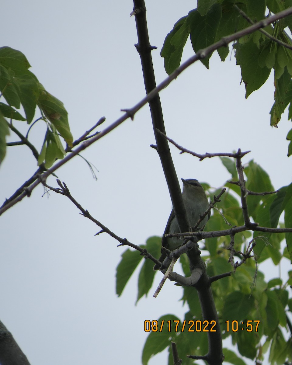 Red-eyed Vireo - ML476206991