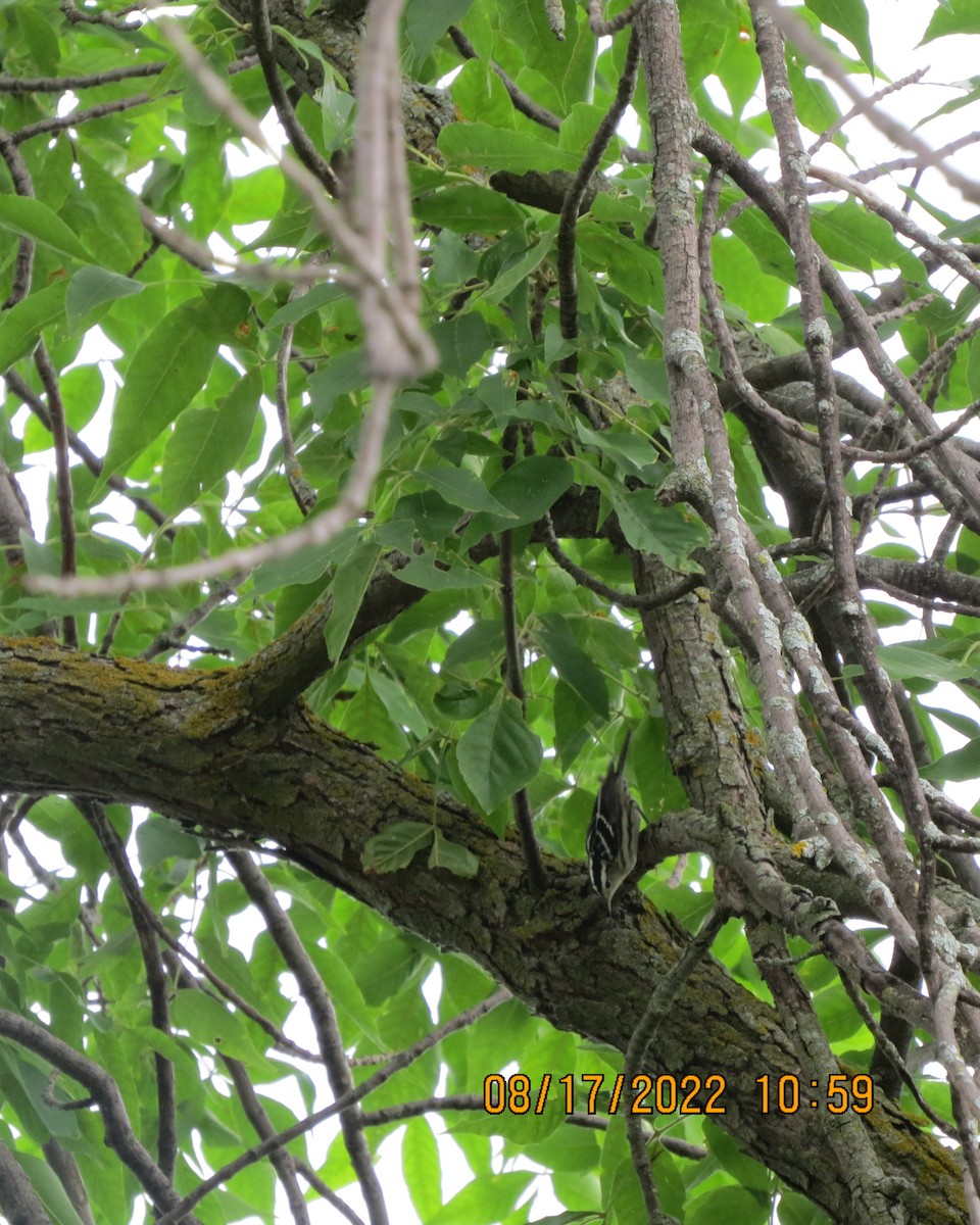 Black-and-white Warbler - ML476207111