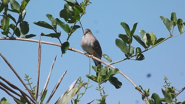 Long-tailed Ground Dove - ML476207311