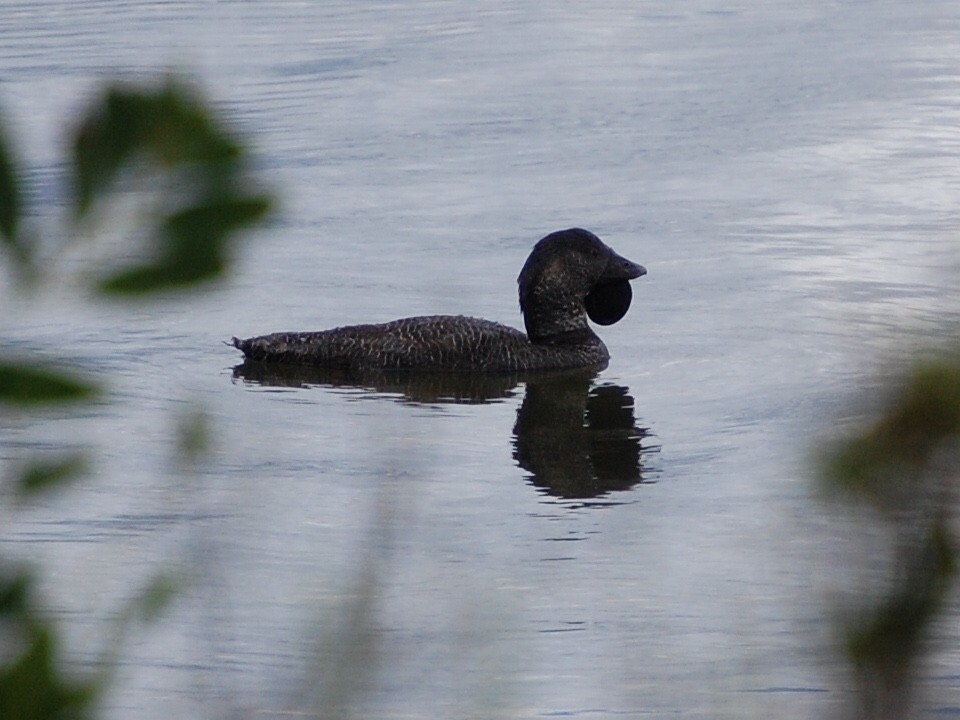 Musk Duck - ML476207401