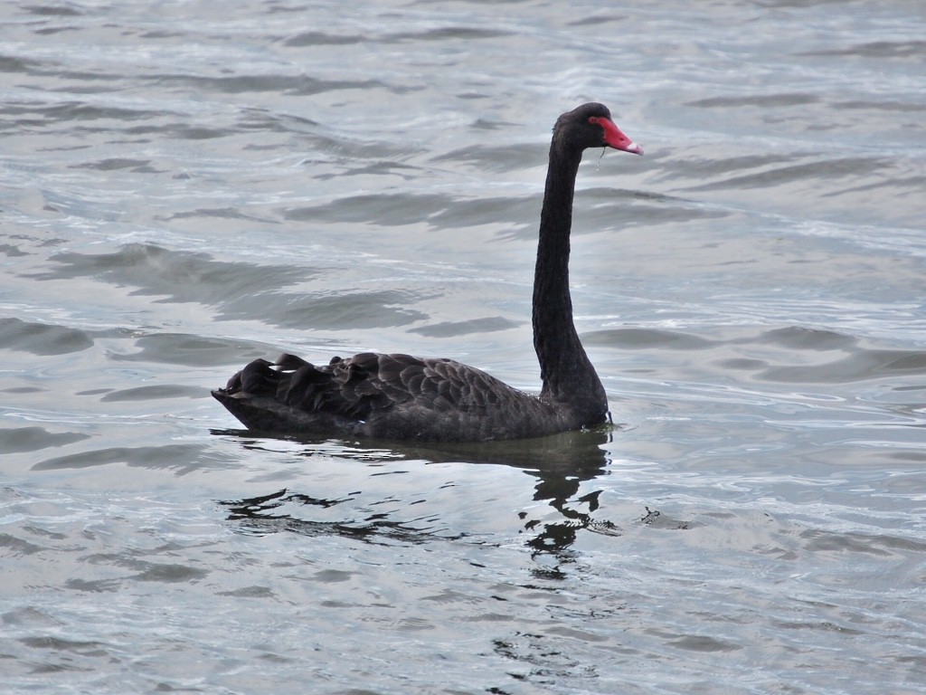 Black Swan - ML476207411