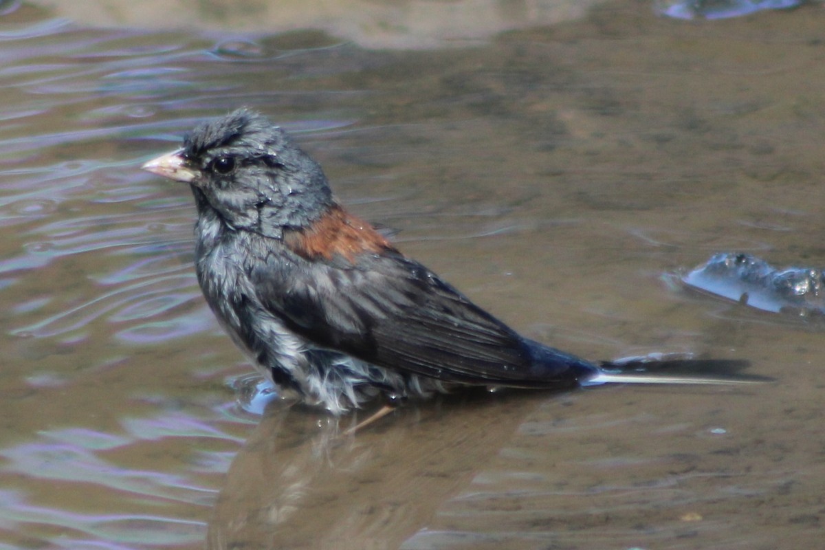 Dark-eyed Junco (Gray-headed) - ML476207441