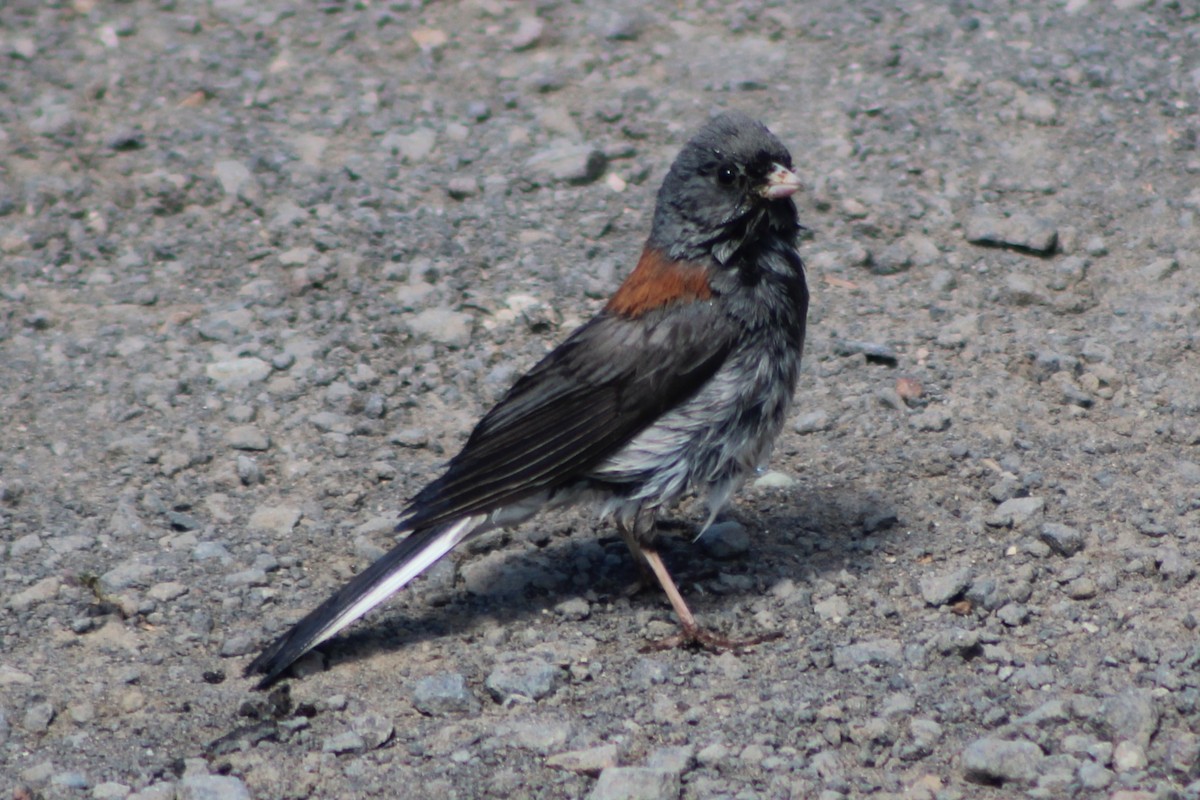 Dark-eyed Junco (Gray-headed) - ML476207451