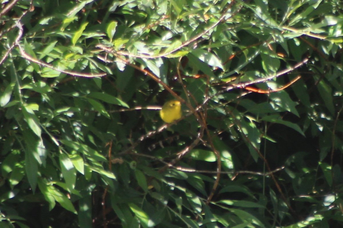 Wilson's Warbler - ML476207481