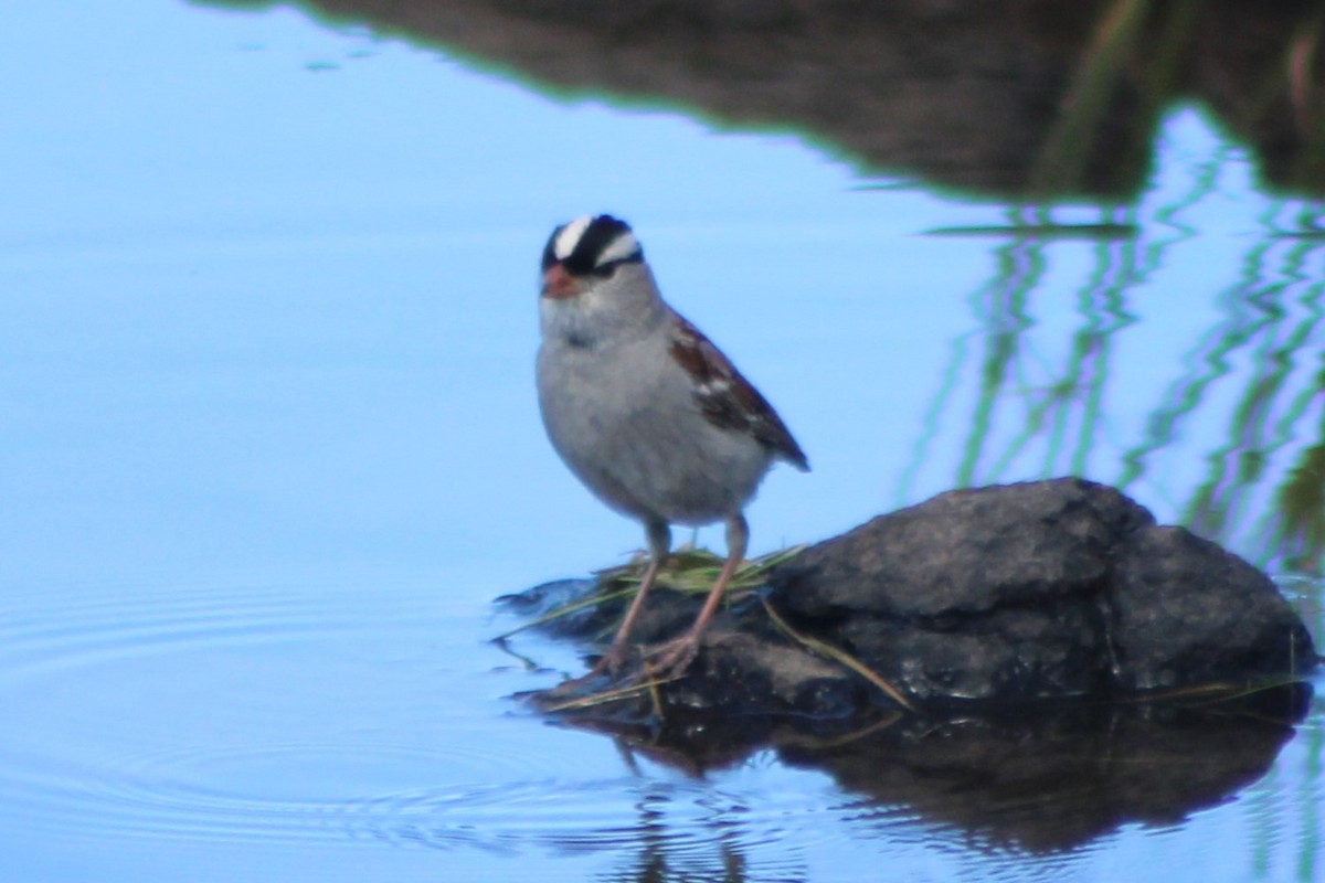 White-crowned Sparrow (oriantha) - ML476207491