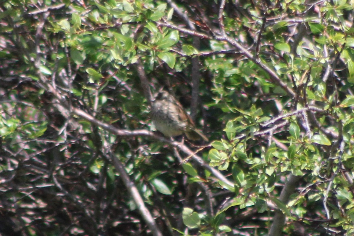 White-crowned Sparrow (oriantha) - ML476207511