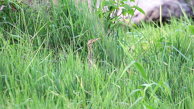 Cinnamon Bittern - ML476208541