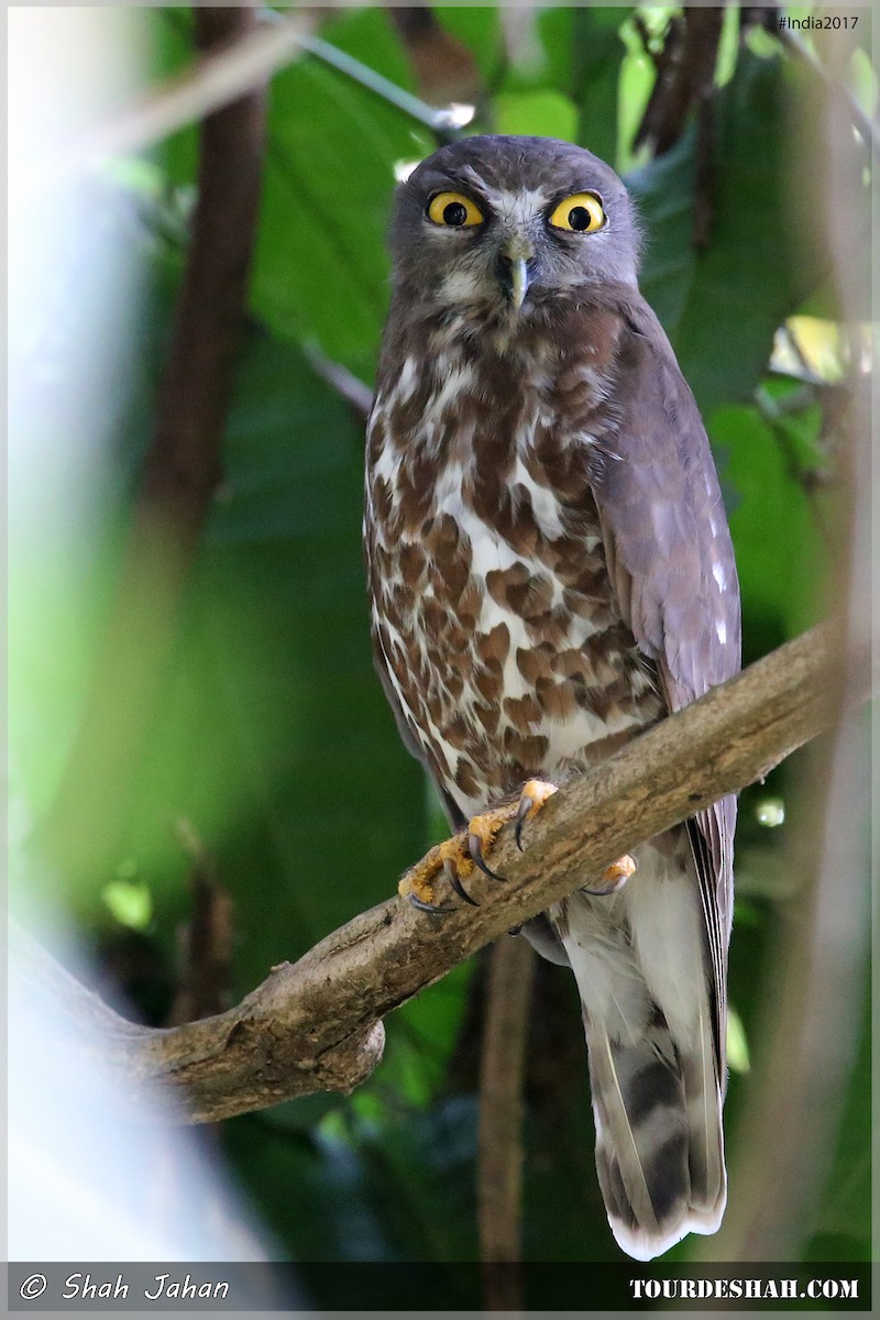 Brown Boobook - ML47620891