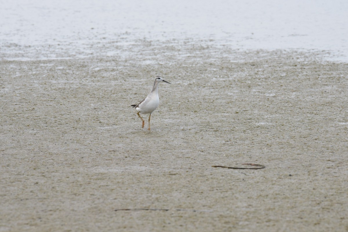 Phalarope de Wilson - ML476209171