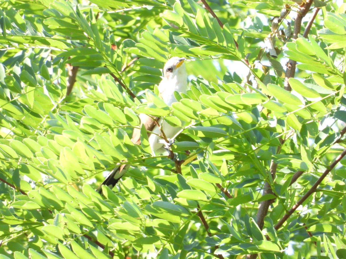 Yellow-billed Cuckoo - ML476209531