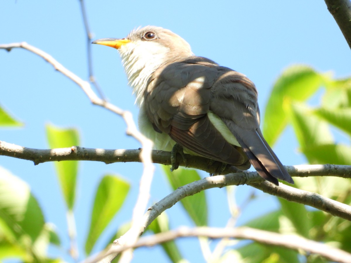 Yellow-billed Cuckoo - Jenn Pietrondi