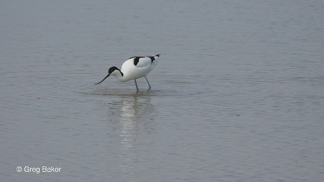 Алаг ээтэн - ML476209681
