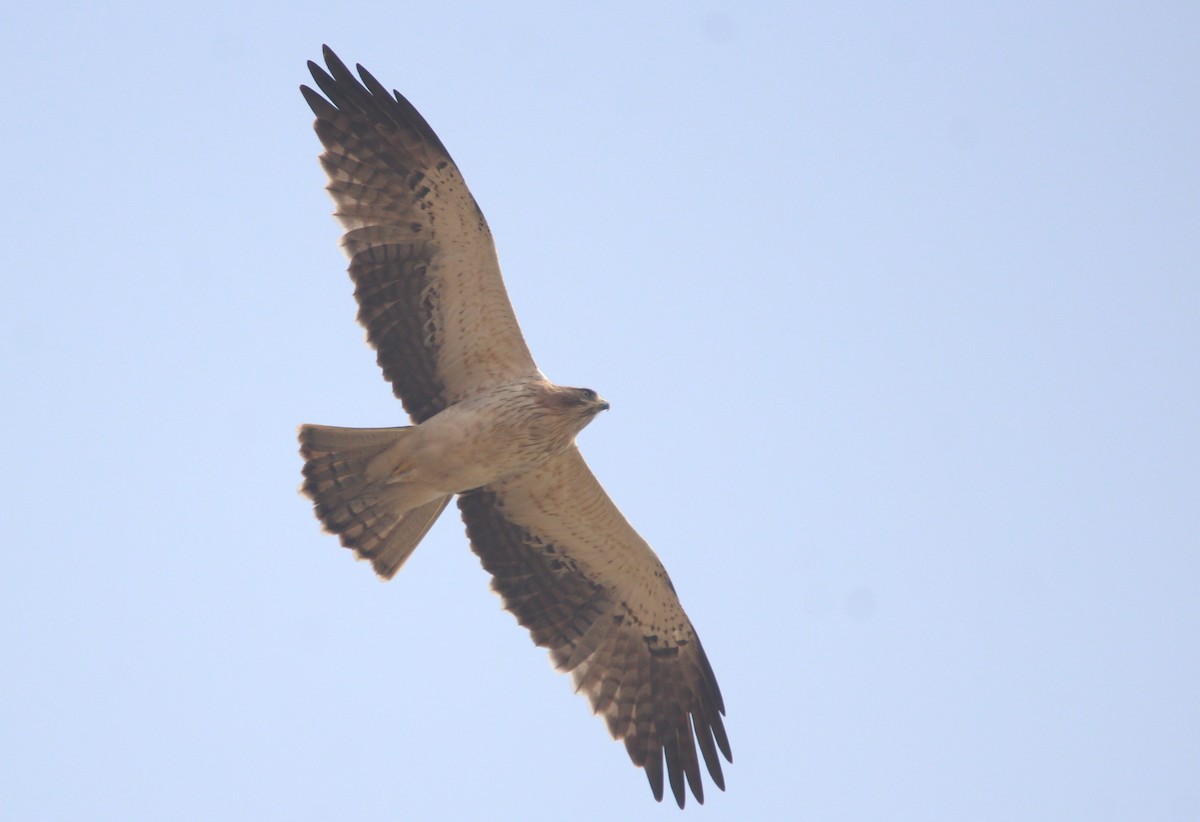 Booted Eagle - ML47620971