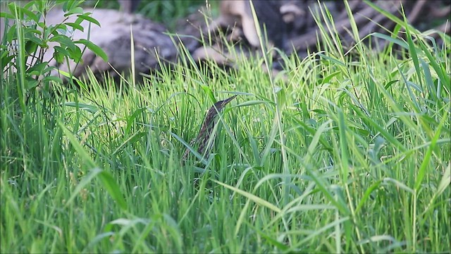 Cinnamon Bittern - ML476210161