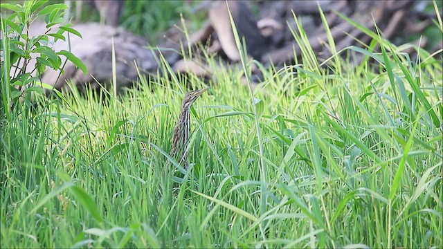 Cinnamon Bittern - ML476210171