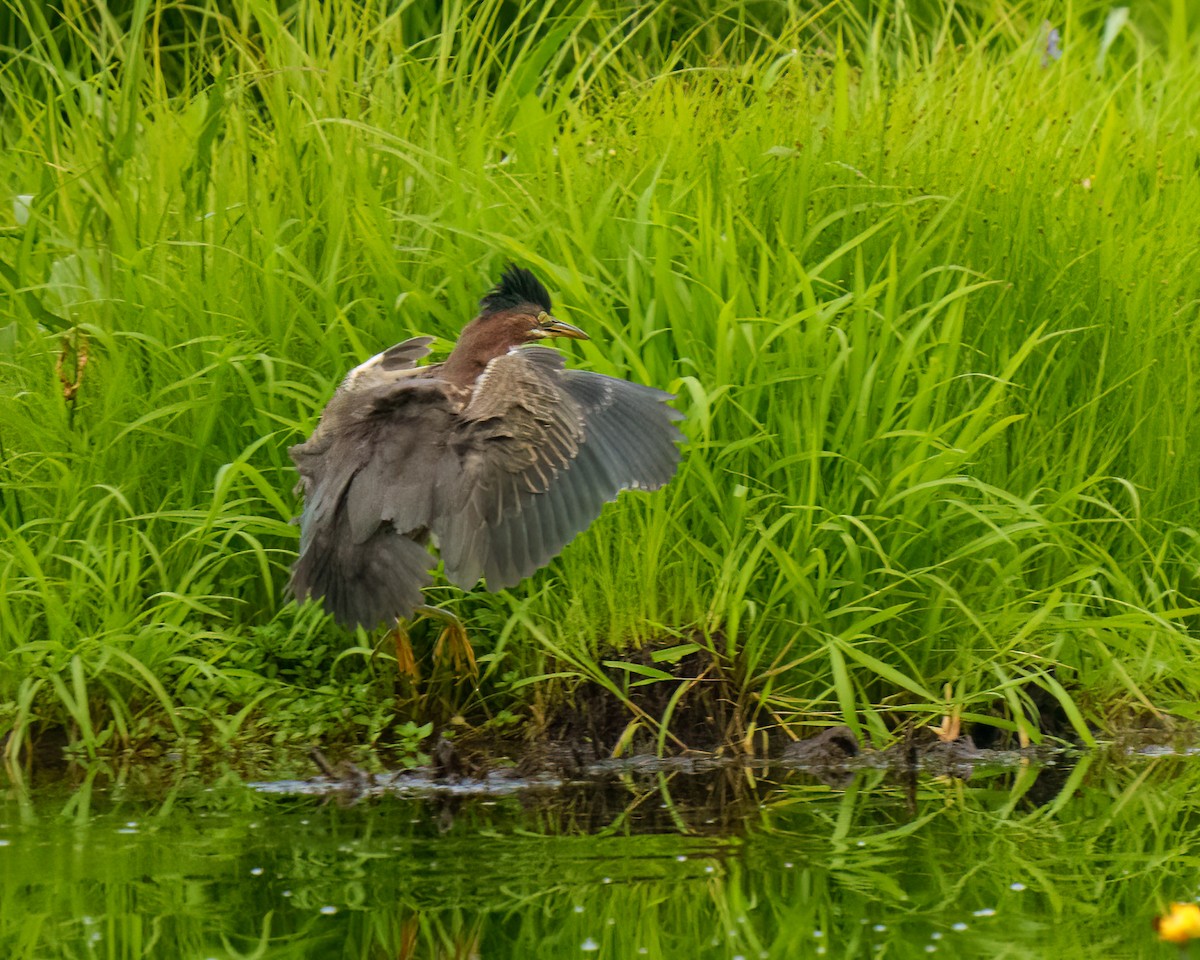 Green Heron - ML476210361