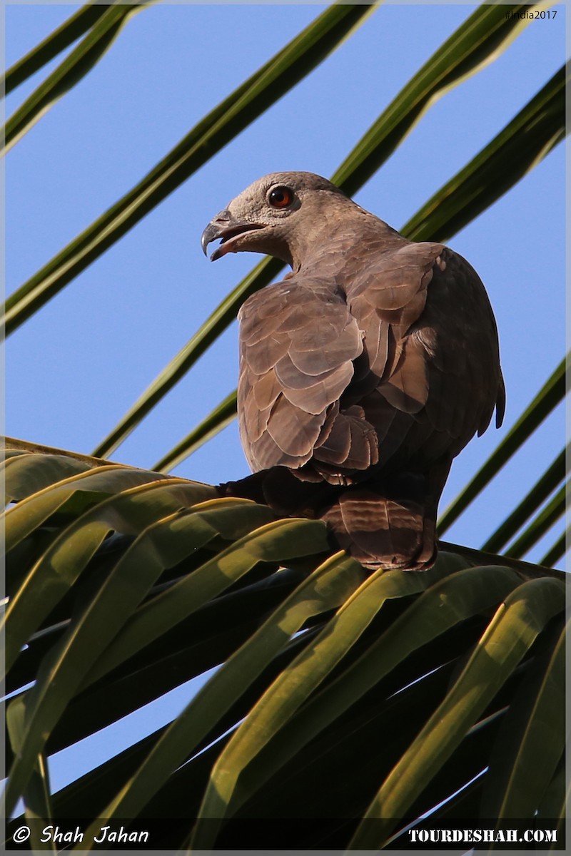 Oriental Honey-buzzard - ML47621051