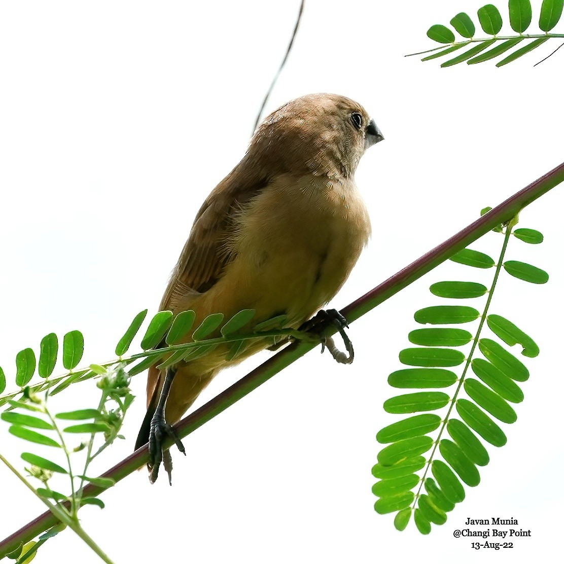 Chestnut Munia - ML476210801