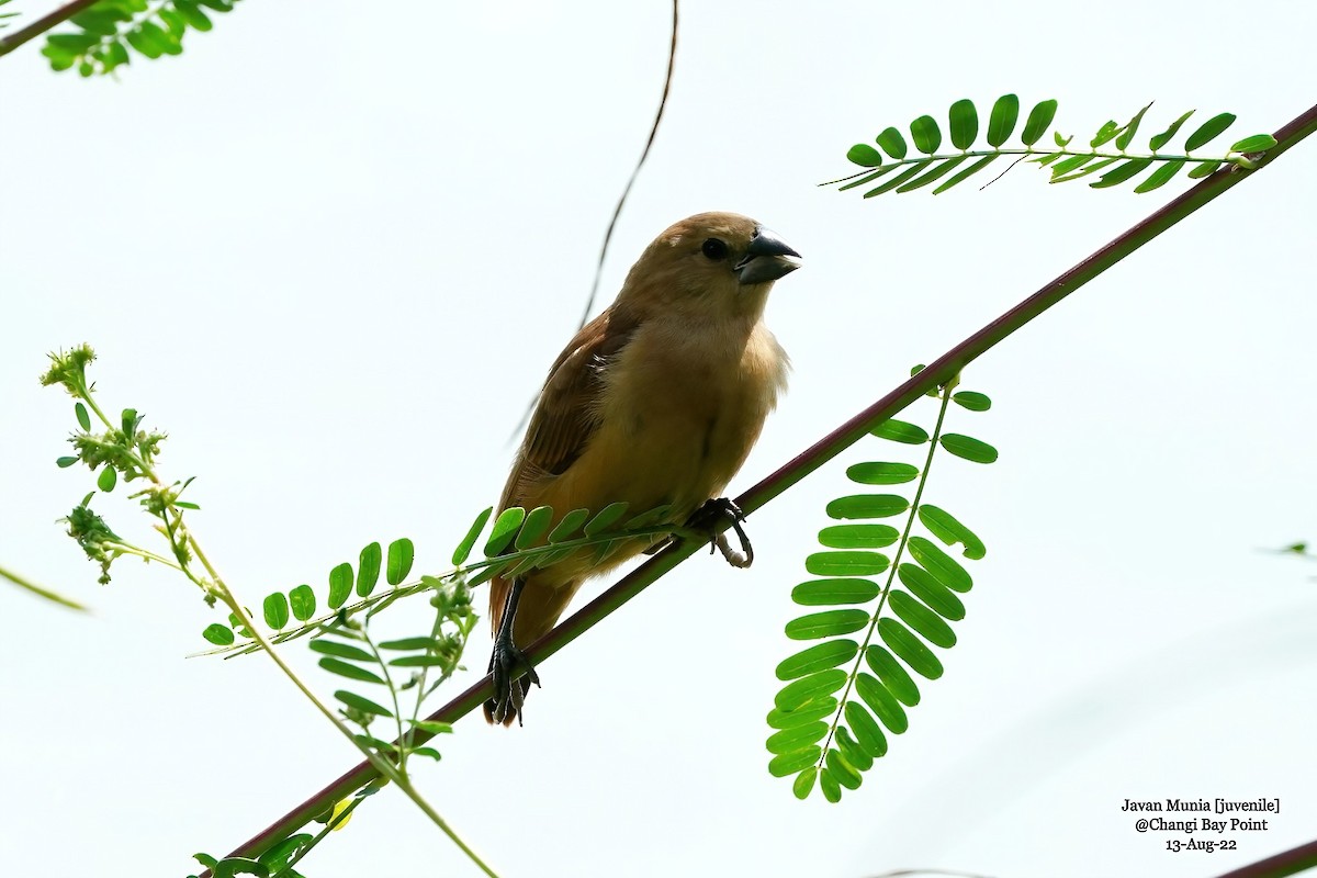 Chestnut Munia - ML476210811