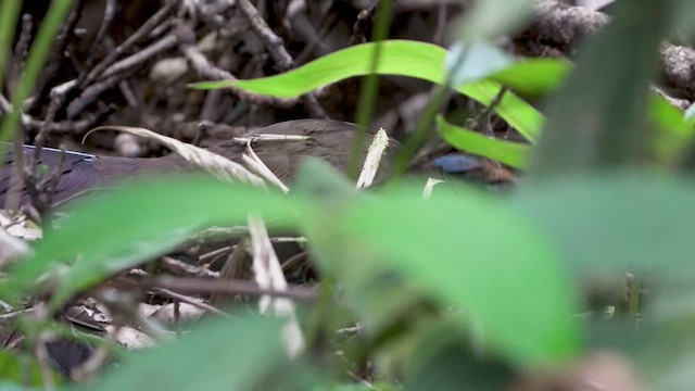 Rufous-vented Ground-Cuckoo - ML476210991