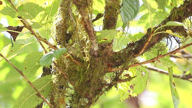 Taiwan Yuhina - ML476211481