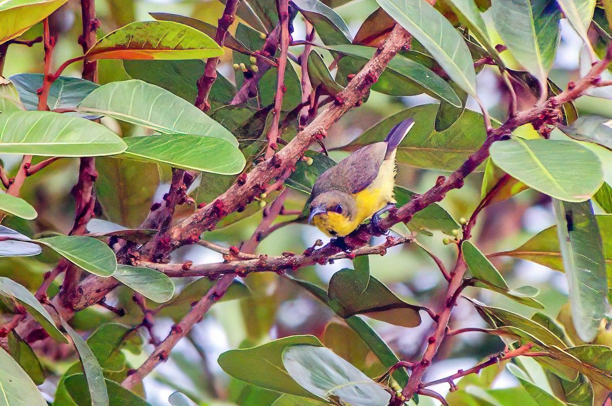 Ornate Sunbird - ML476212031