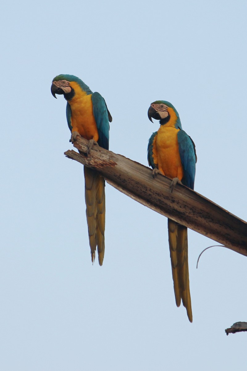 Blue-and-yellow Macaw - ML476212281