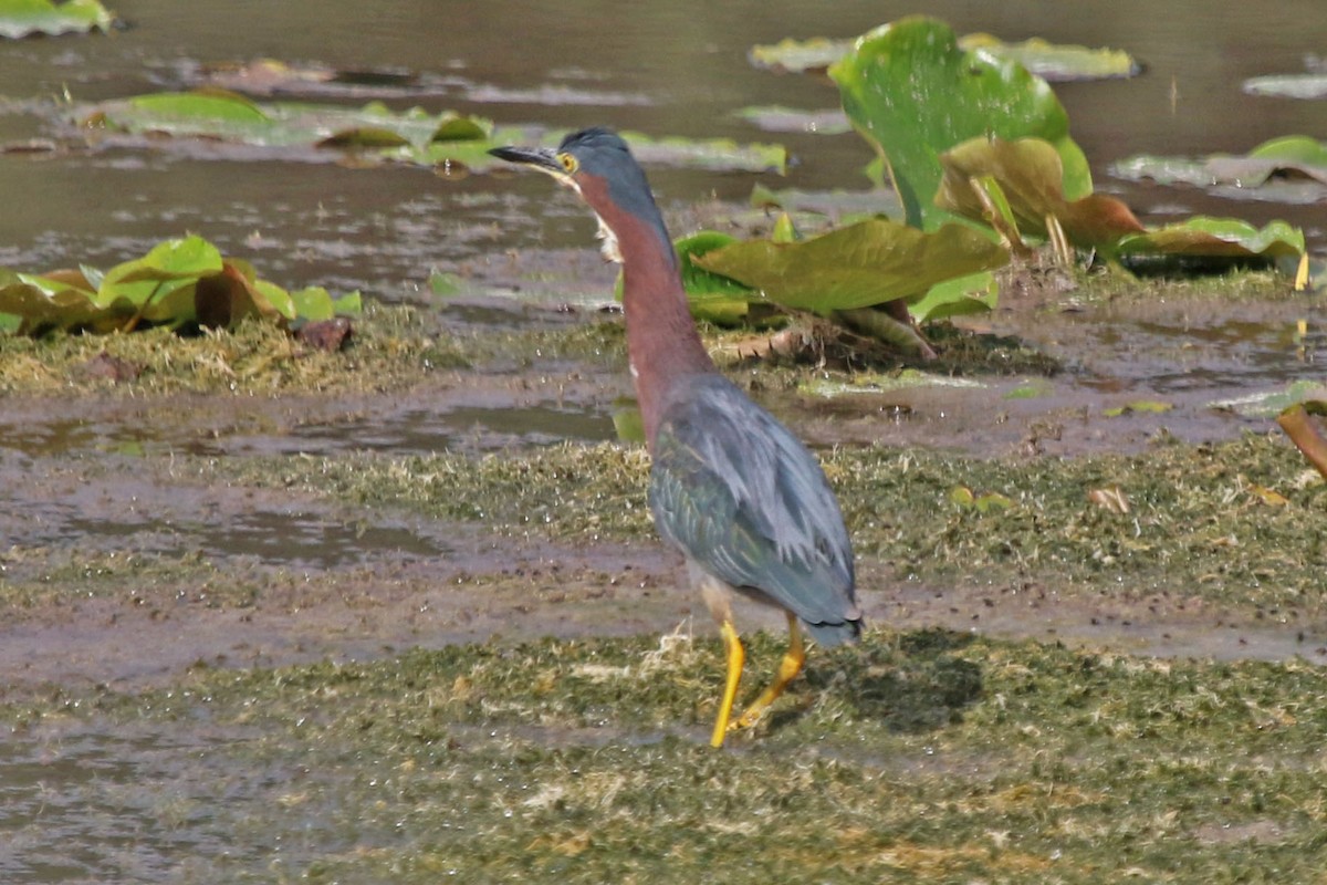 Koartzatxo berdea - ML476212321