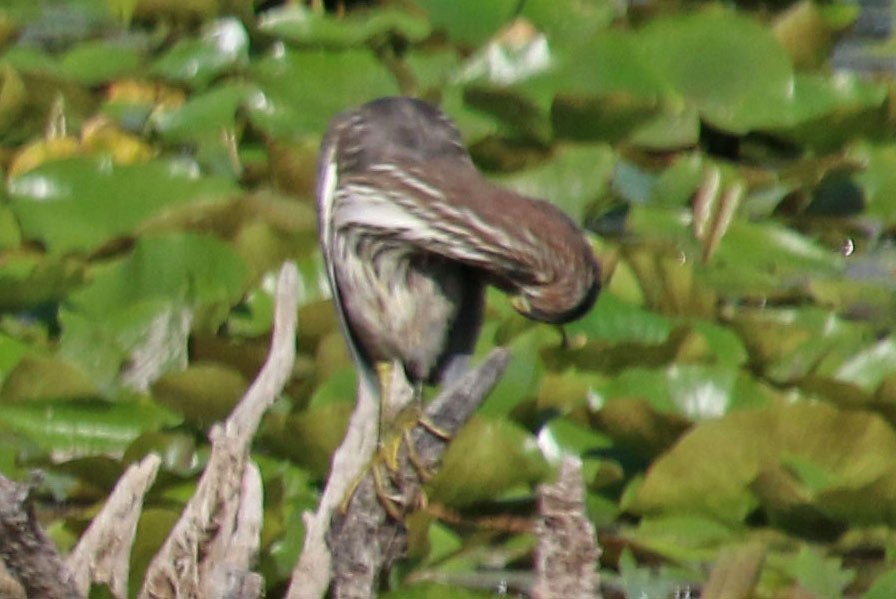 Koartzatxo berdea - ML476212561