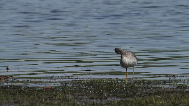 Lesser Yellowlegs - ML476213