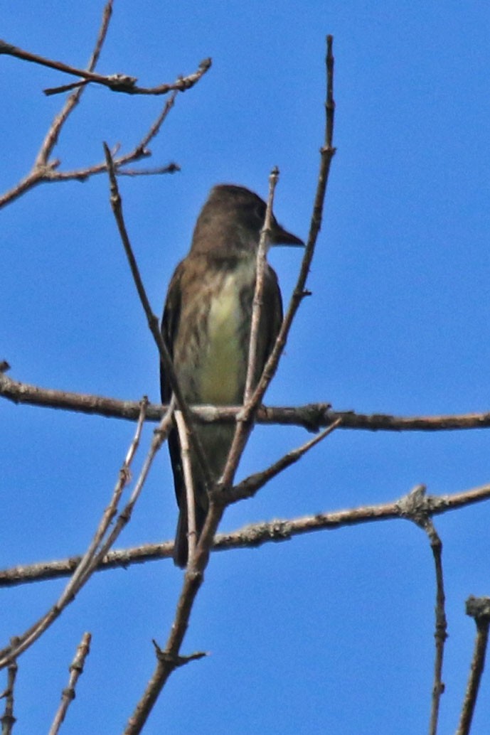 Olive-sided Flycatcher - ML476213111
