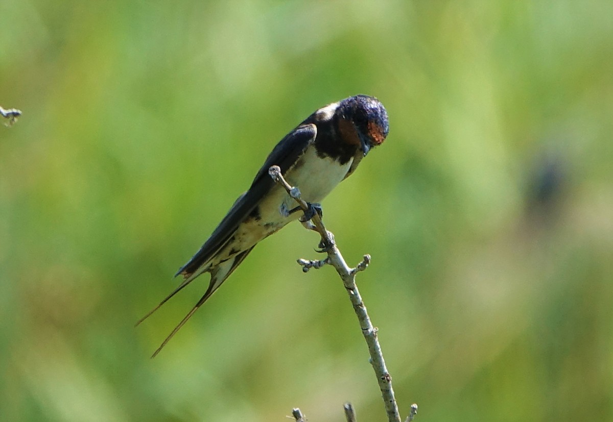 Barn Swallow - ML476213921