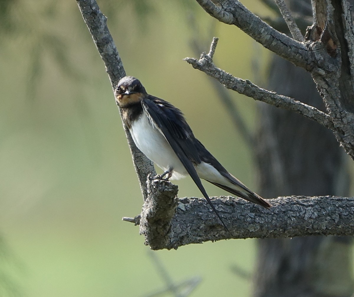 Barn Swallow - ML476213931