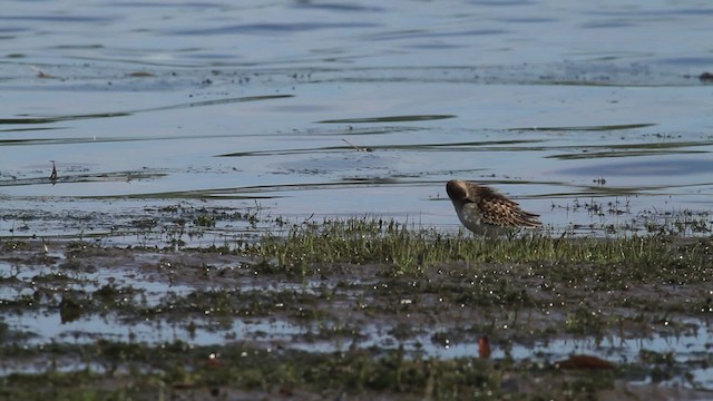 Least Sandpiper - ML476214