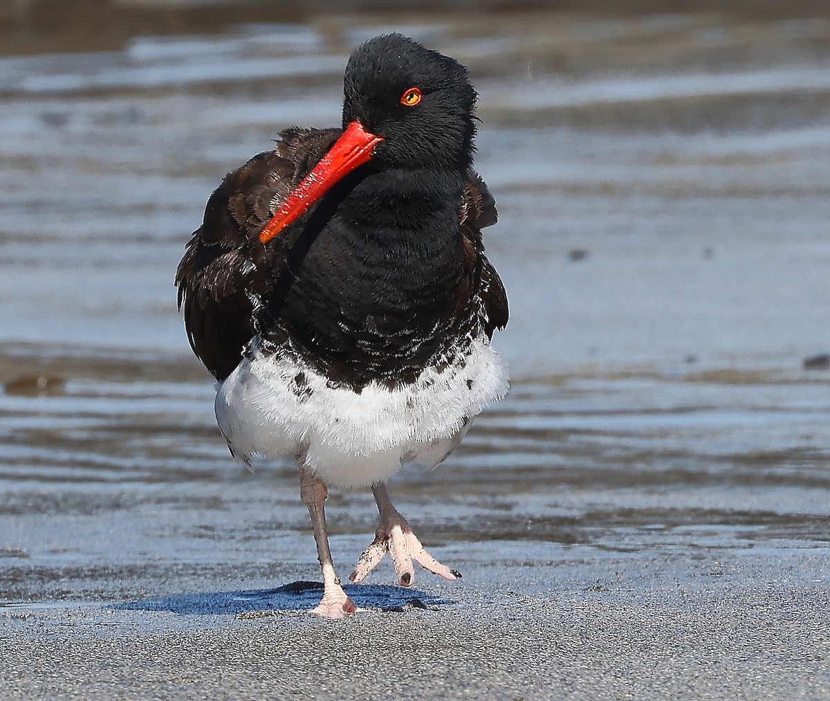 American x Black Oystercatcher (hybrid) - ML476214511