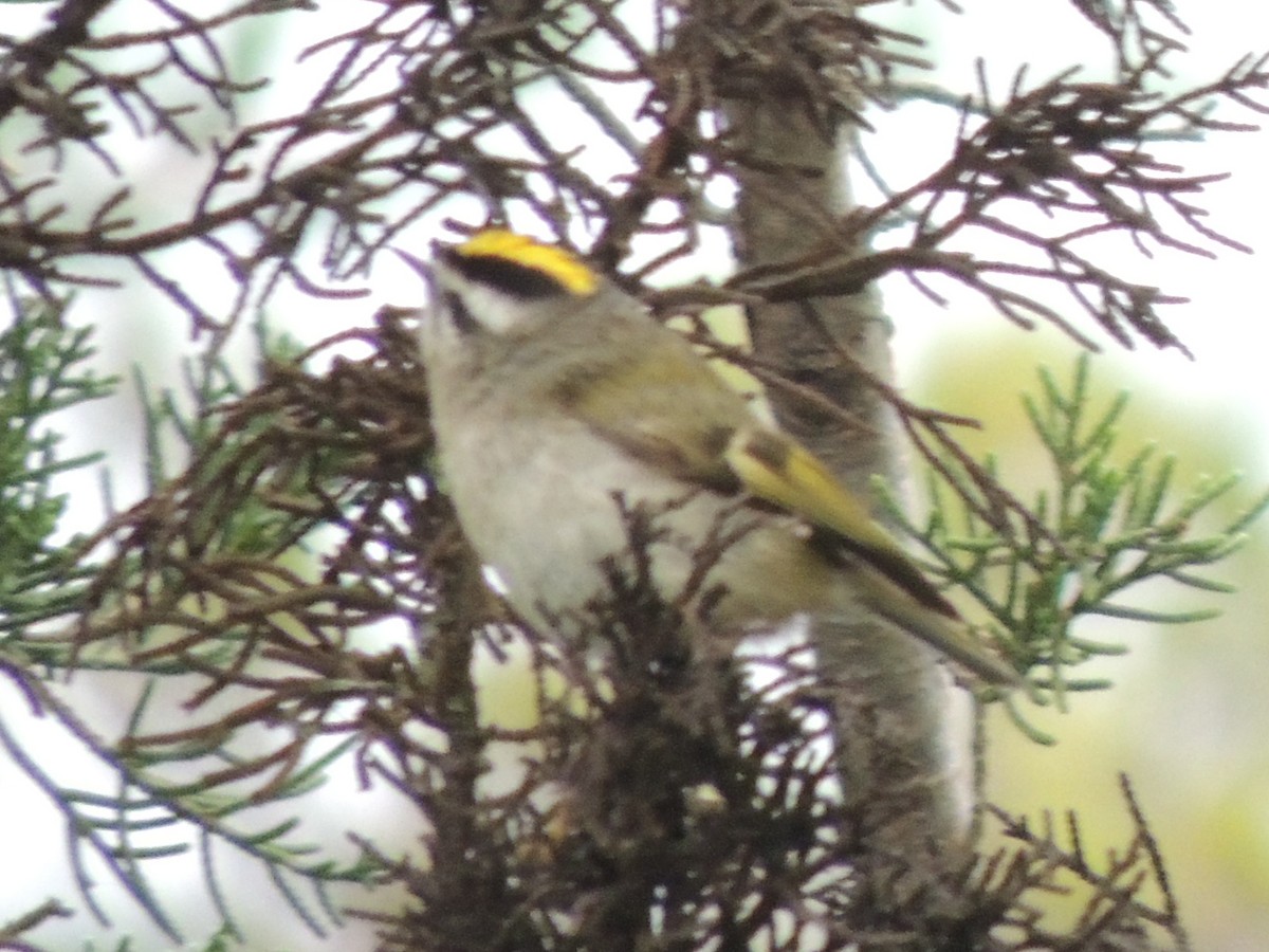 Golden-crowned Kinglet - ML47621471