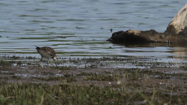 Solitary Sandpiper - ML476215