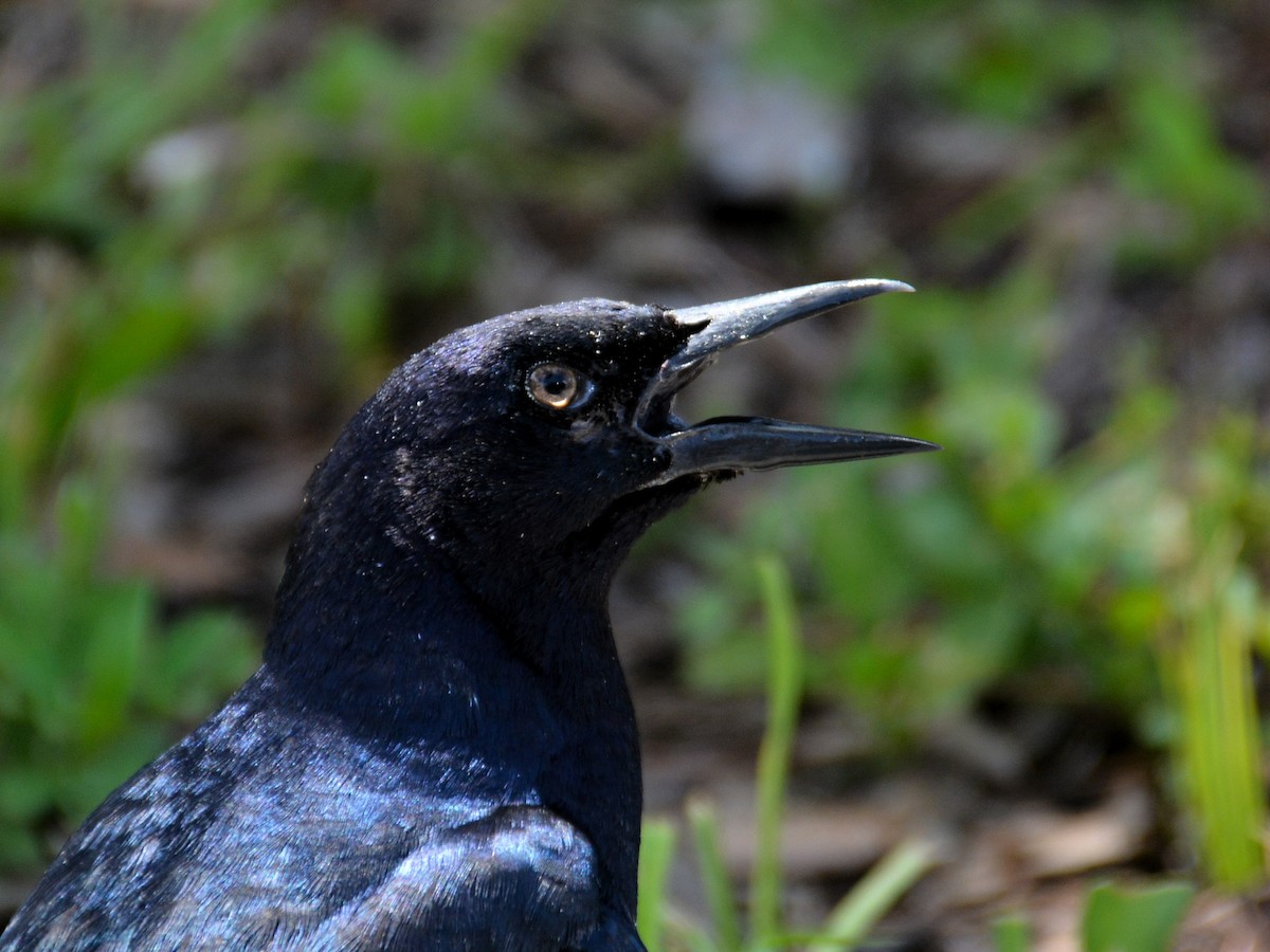 Boat-tailed Grackle - ML476215671