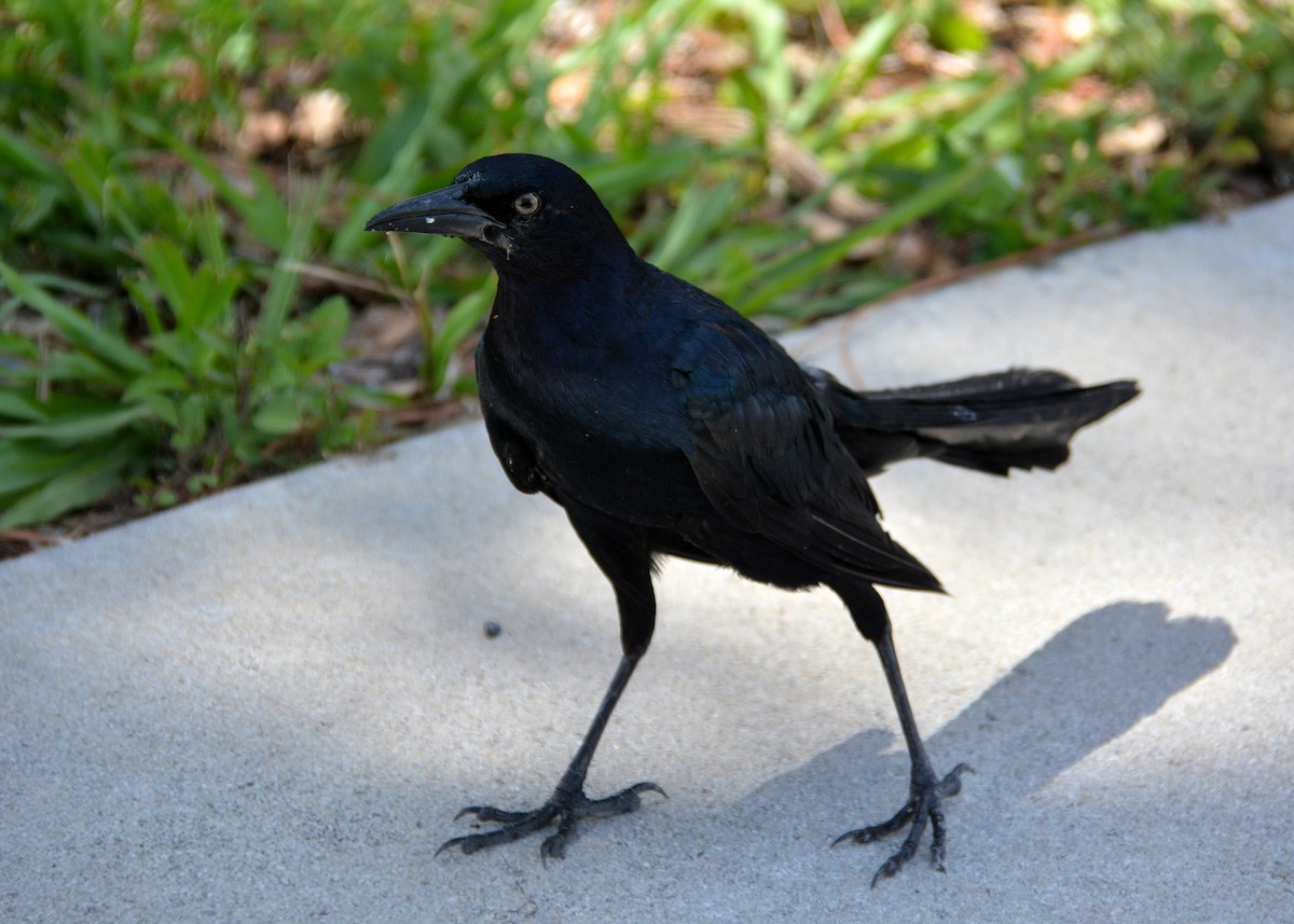 Boat-tailed Grackle - ML476215681