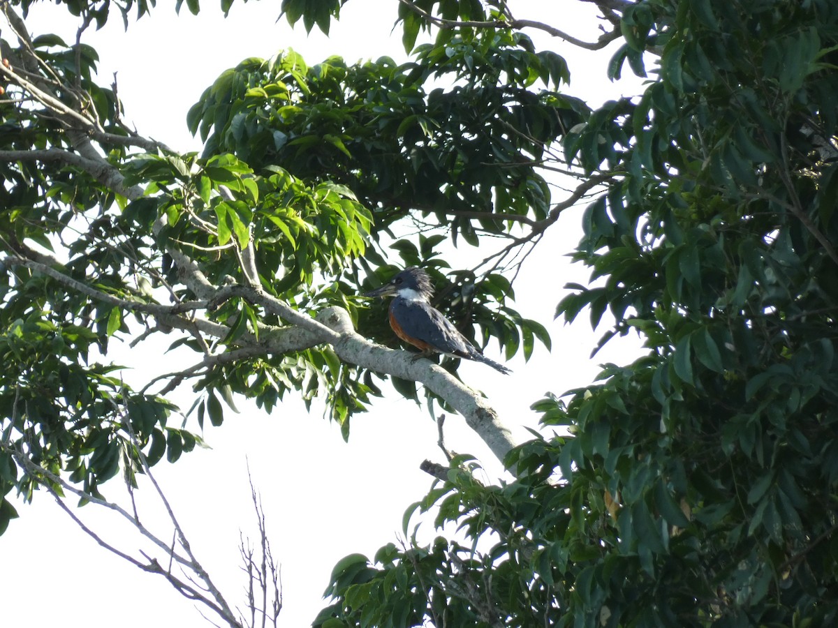 Ringed Kingfisher - Noam Pagany