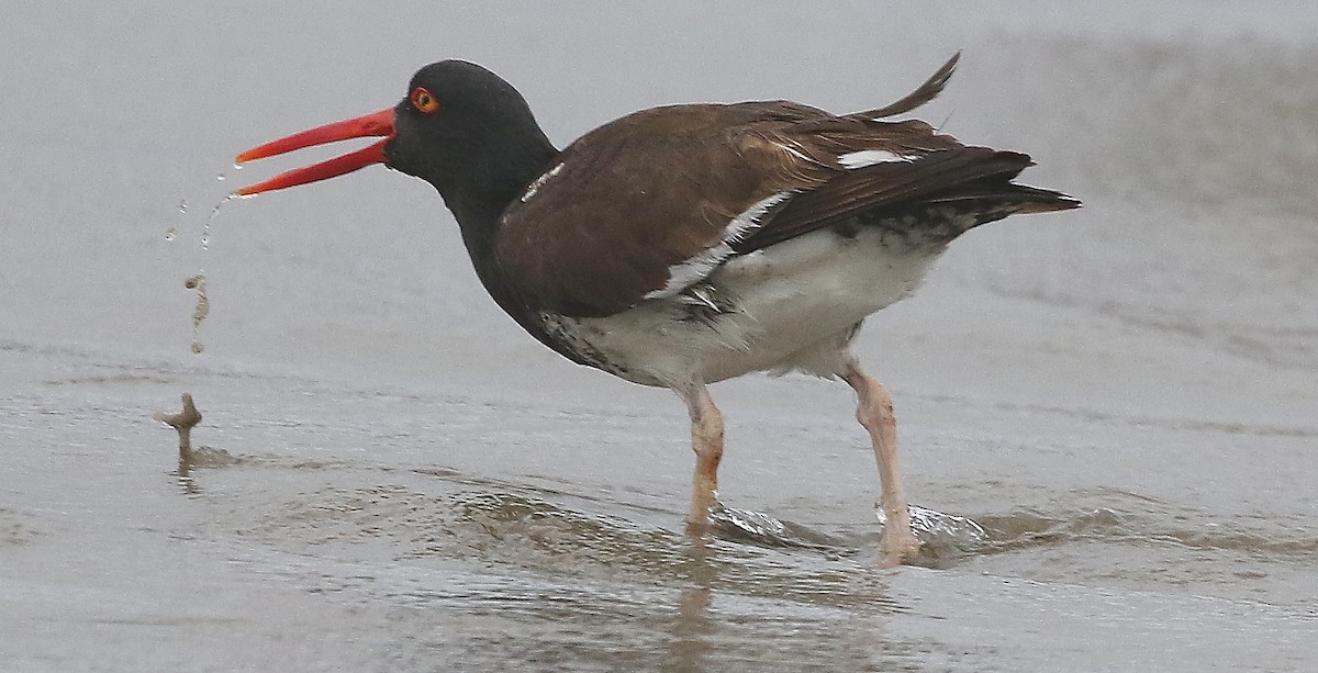 American x Black Oystercatcher (hybrid) - ML476216441